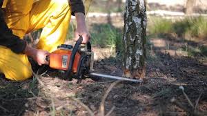 Best Tree Maintenance Programs  in Vermilion, OH